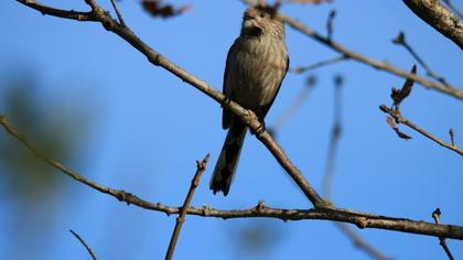 Long-tailed Tit