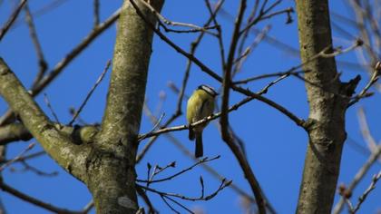 Eurasian Blue Tit