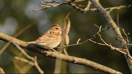 Rustic Bunting