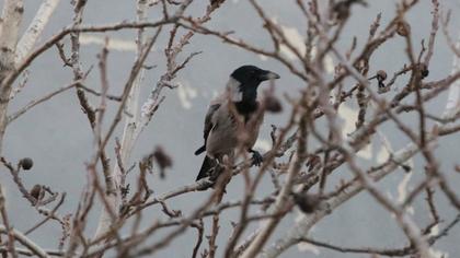 Hooded Crow