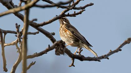 Redwing