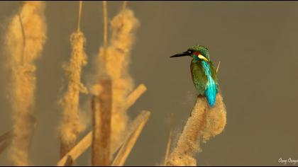 Common Kingfisher