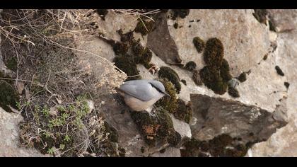 Western Rock Nuthatch