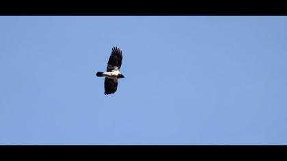 Hooded Crow