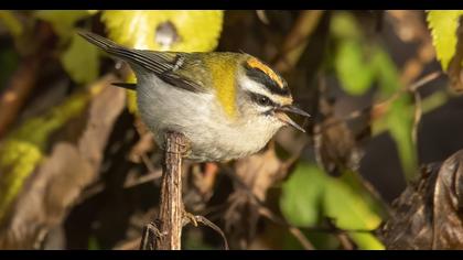 Common Firecrest