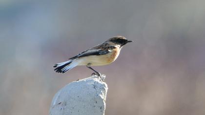 Siberian Stonechat