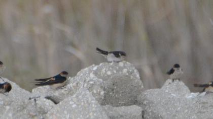 Common House Martin