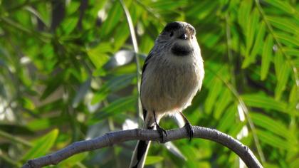 Long-tailed Tit