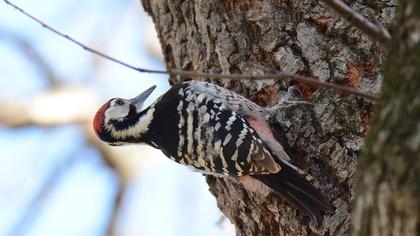 Aksırtlı ağaçkakan