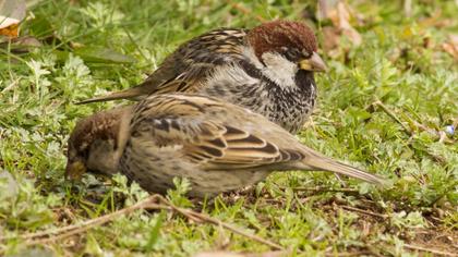 Spanish Sparrow