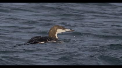 Black-throated Loon