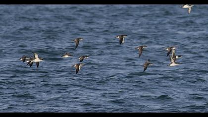 Yelkouan Shearwater