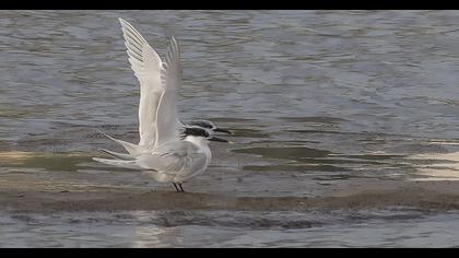 Sandwich Tern
