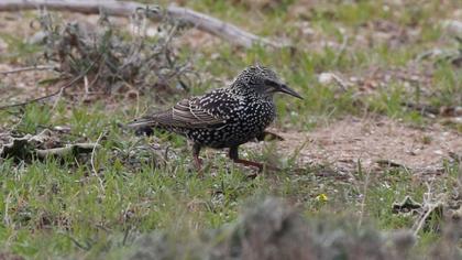 Common Starling