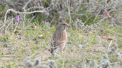 Common Linnet