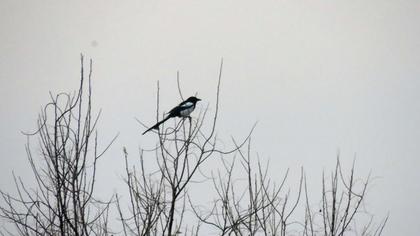 Eurasian Magpie