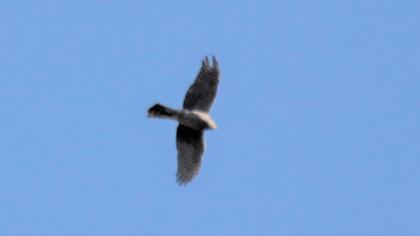 Eurasian Sparrowhawk