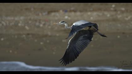 Grey Heron
