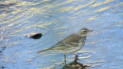 Water Pipit