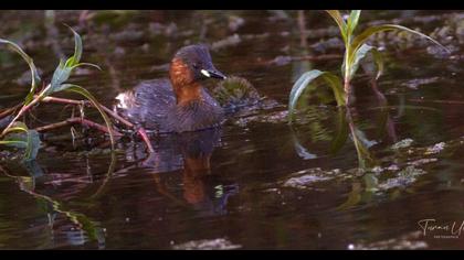 Little Grebe