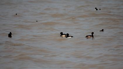 Tufted Duck
