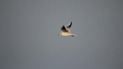 Black-headed Gull