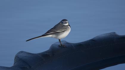 White Wagtail
