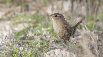 Eurasian Wren