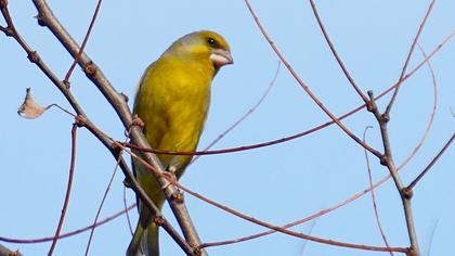 European Greenfinch