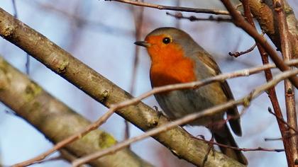 European Robin