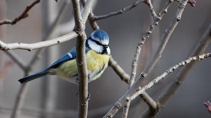 Eurasian Blue Tit