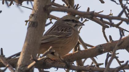 Rock Bunting