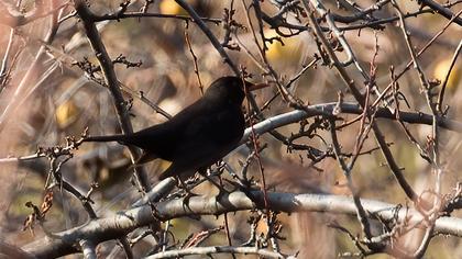 Common Blackbird