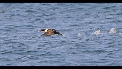 Common Eider