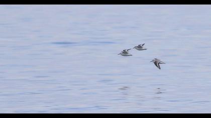 Sanderling