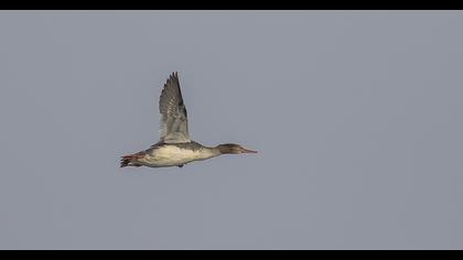 Red-breasted Merganser