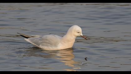 Slender-billed Gull