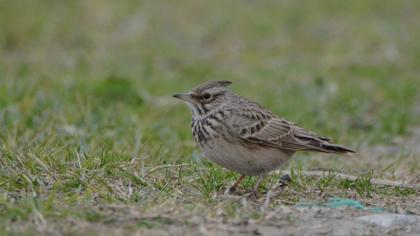 Crested Lark