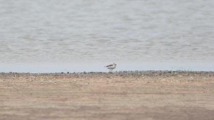 Kentish Plover