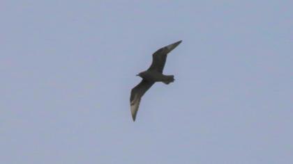 Parasitic Jaeger