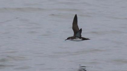 Yelkouan Shearwater