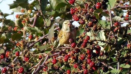 Common Linnet