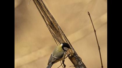 Great Tit