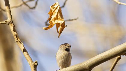 Uzunkuyruklu baştankara