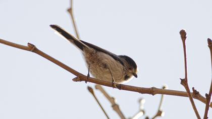 Long-tailed Tit