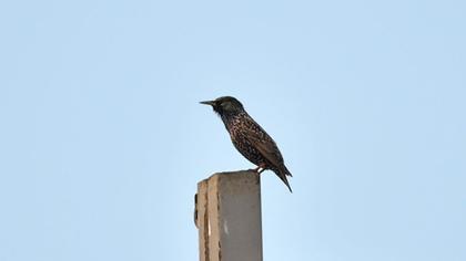 Common Starling