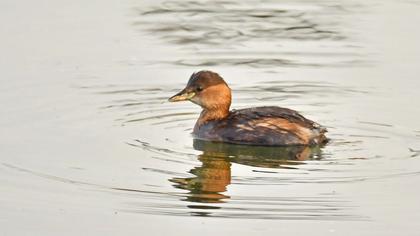 Little Grebe