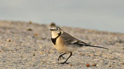 White Wagtail