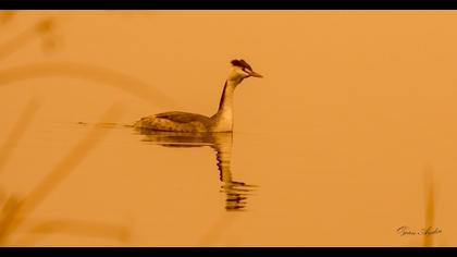 Great Crested Grebe