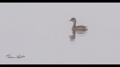 Little Grebe
